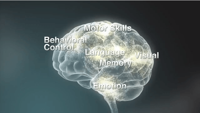 Cervello diviso nelle varie aree di competenza