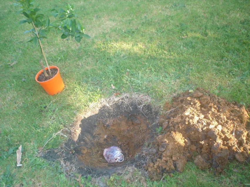 Placenta seppellita e albero da piantare
