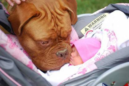cane con neonata