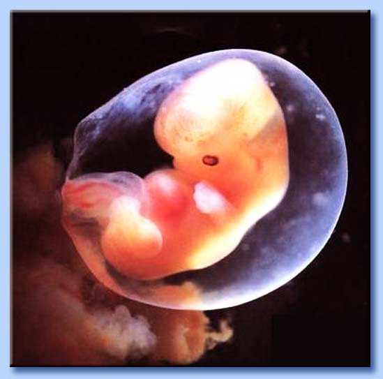 sei settimane embrione