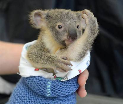 cucciolo koala