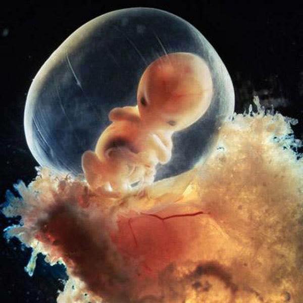 feto evoluzione 