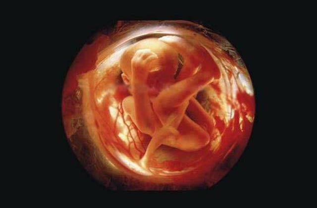 26 settimane feto