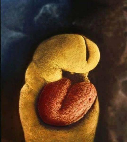 sviluppo embrione