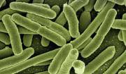 foto di batteri escherechia coli