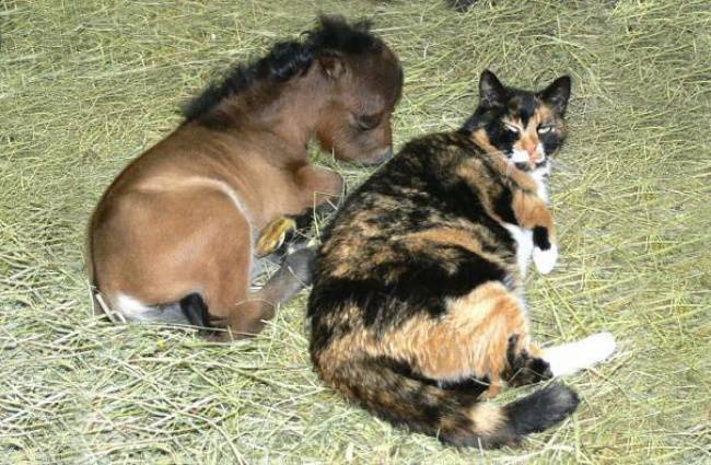 gatto e cavallo