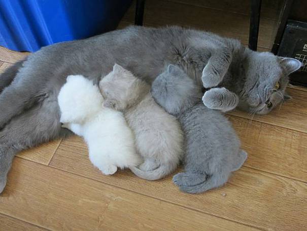 funny-animal-motherhood-photos-cats-dogs-pet-moms-3-5767d6a360b57__605