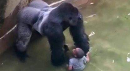 morte del gorilla