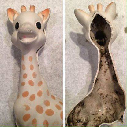 giraffa con muffa