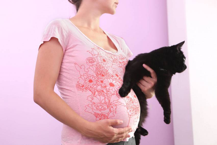 gatti e gravidanza toxoplasmosi