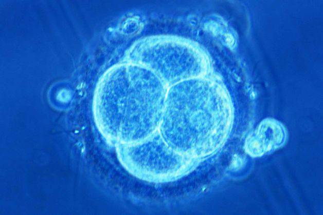 Embrione in evoluzione