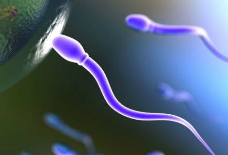 guardare la tv riduce la fertilità maschile