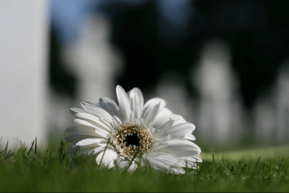 Margherita sul prato di un cimitero