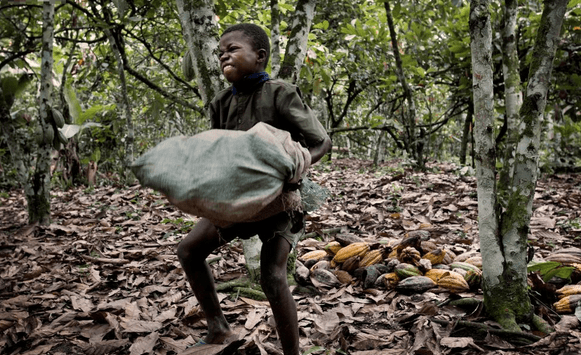 bambino solleva sacco di cacao