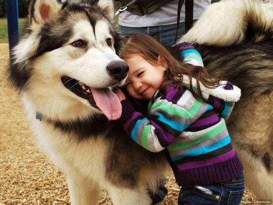 bimbo e cane husky