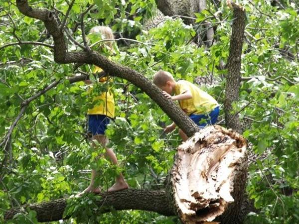 Bambini sull'albero