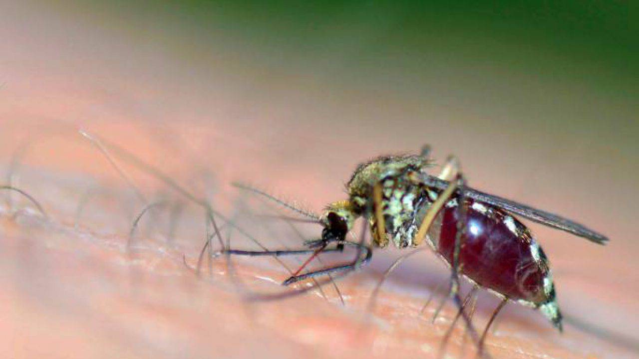 14 utili rimedi naturali contro le punture delle zanzare