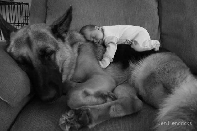 neonato dorme su cane lupo