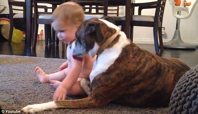 bimba leccata dal cane