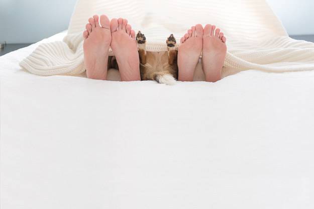piedi degli uomini e del cane sul letto