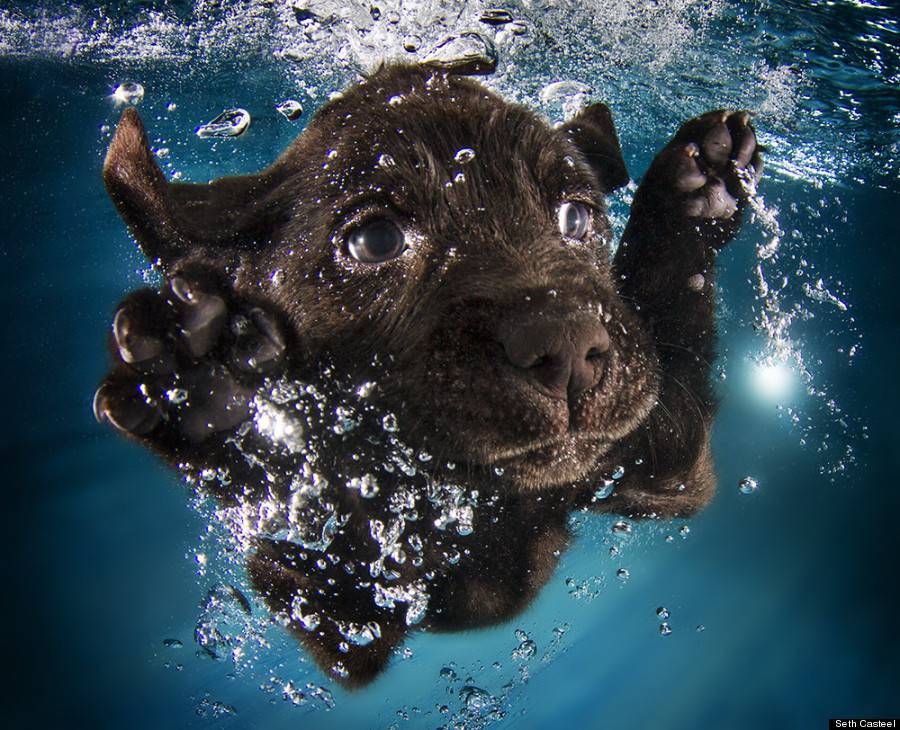 cani sott'acqua