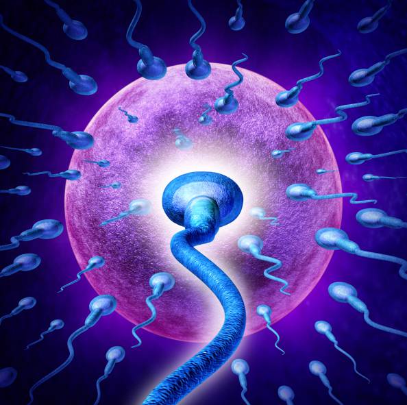 sperma e ovuli artificiali
