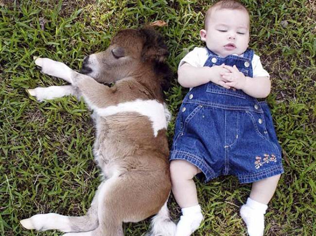 cavalli in miniatura