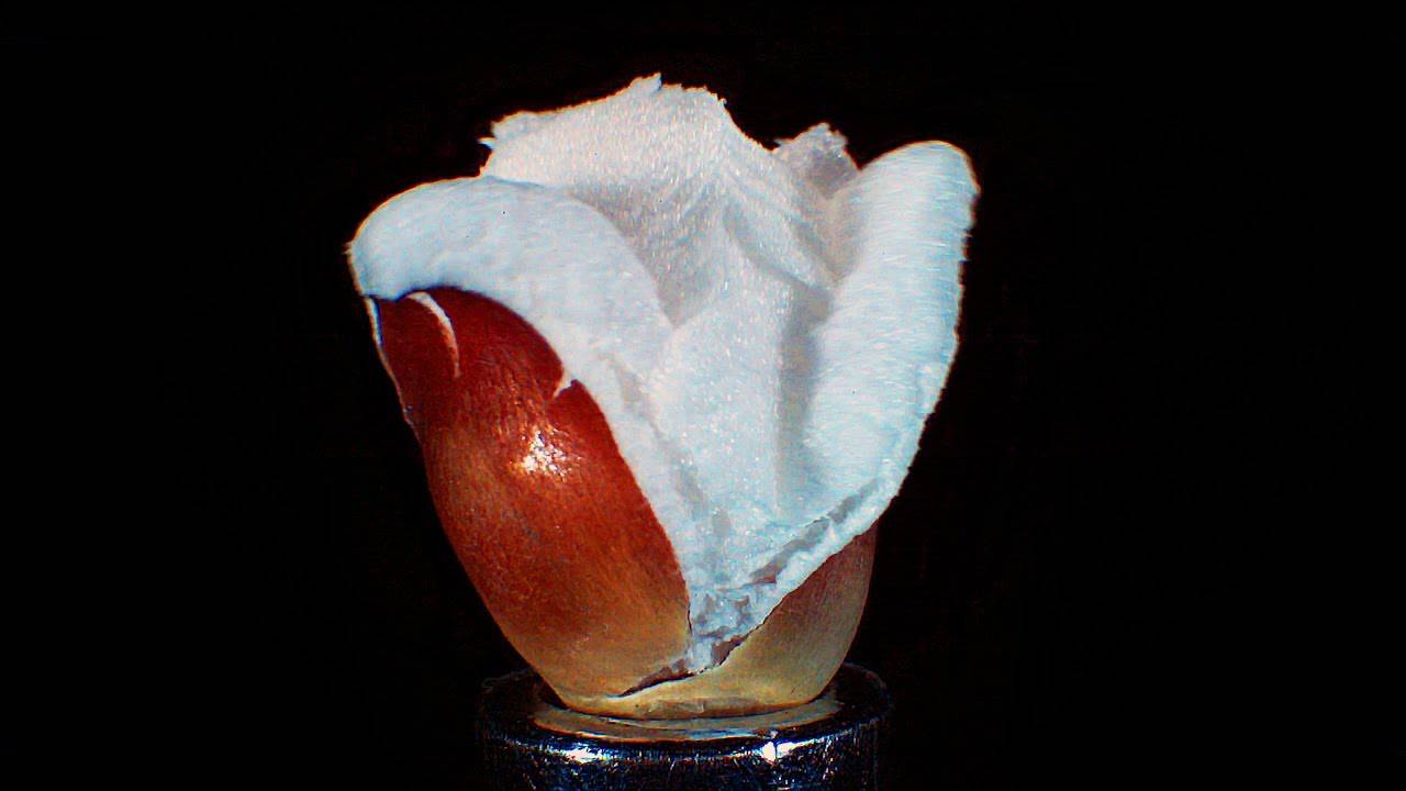 Popcorn un video mostra come un