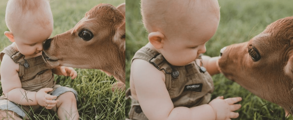 bambino con vitello