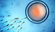 concepimento e spermatozoi