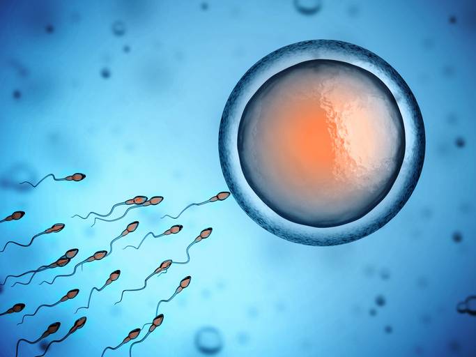 concepimento e spermatozoi