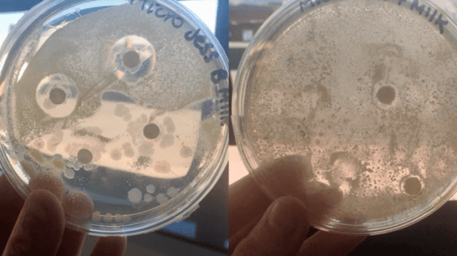 esperimento su latte materno e formula