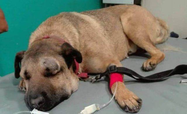 cane eroe salva 3 bambini