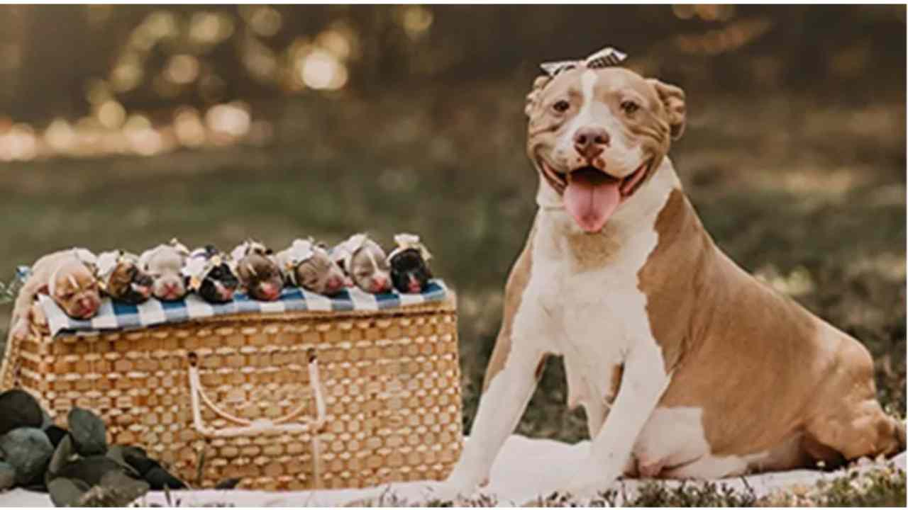 pitbull incinta abbandonata