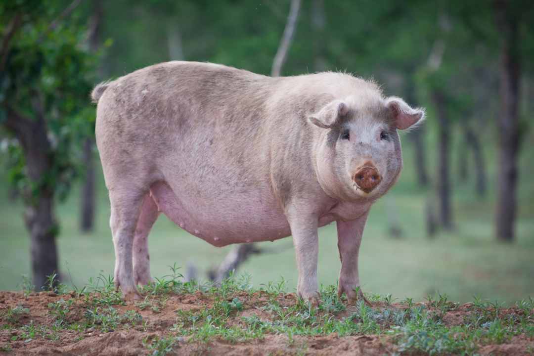 scrofa uccide un uomo