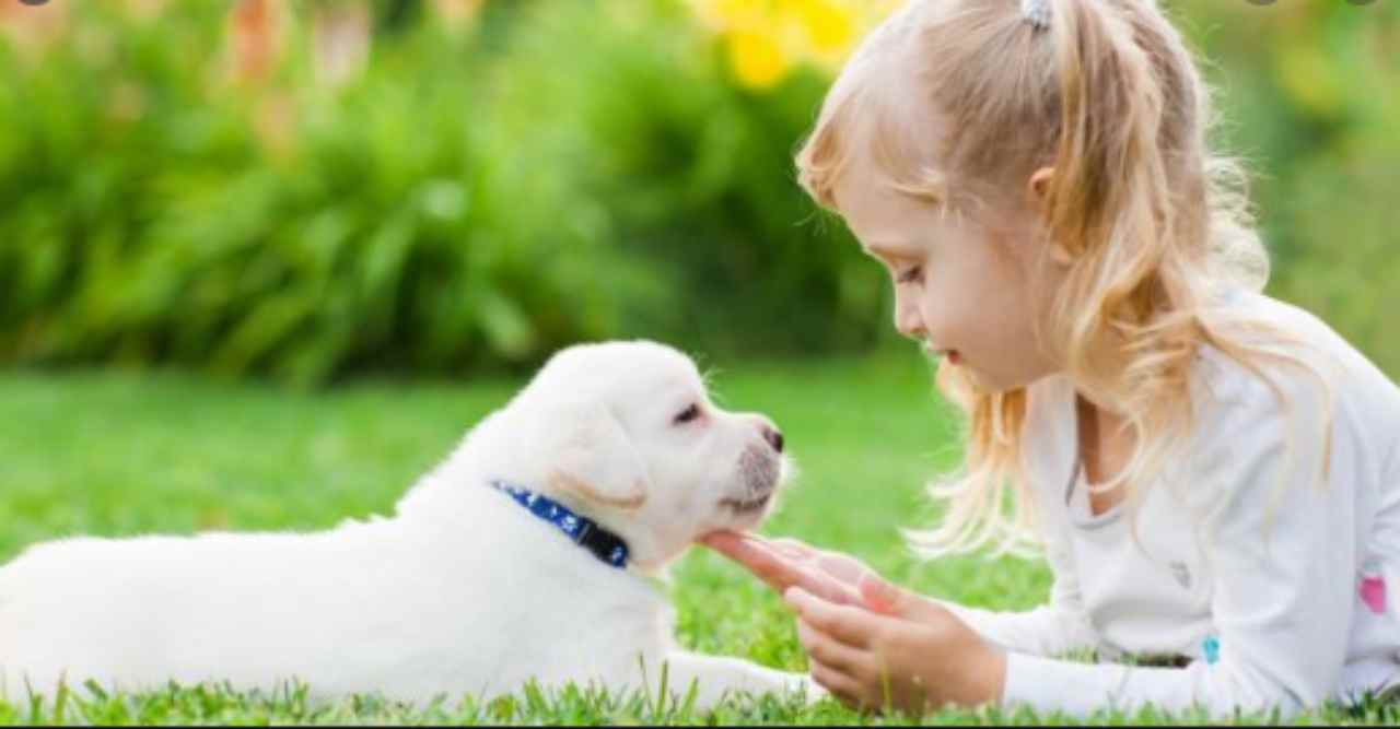 disinfettare animali