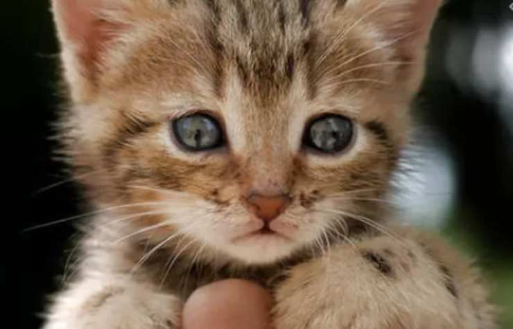 bambino gatto balcone