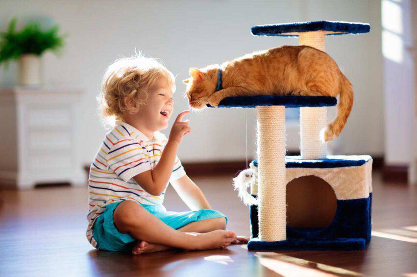 bambino getta gatto dal balcone