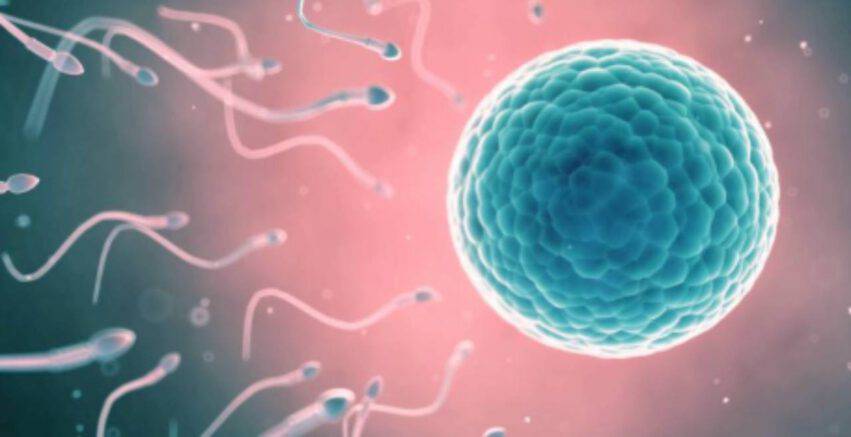 concepimento ovulo spermatozoo