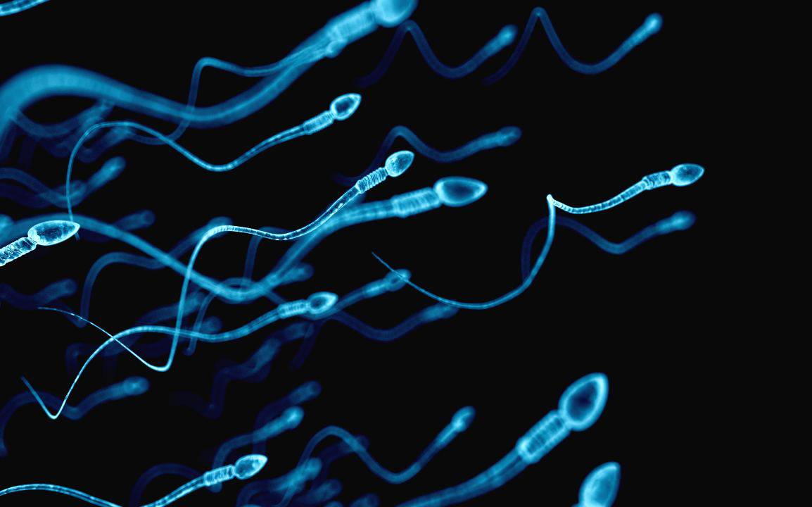 qualità sperma