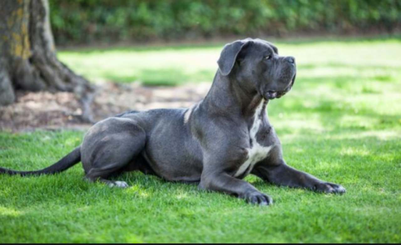 bambino ucciso da un cane 5