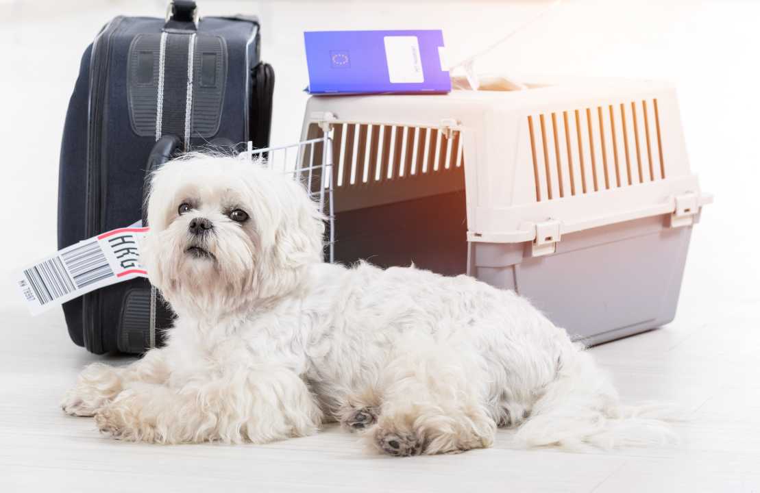 come viaggiare cane