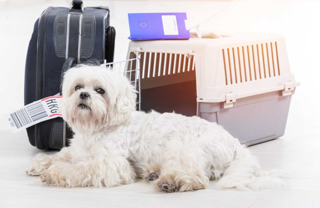 come viaggiare cane