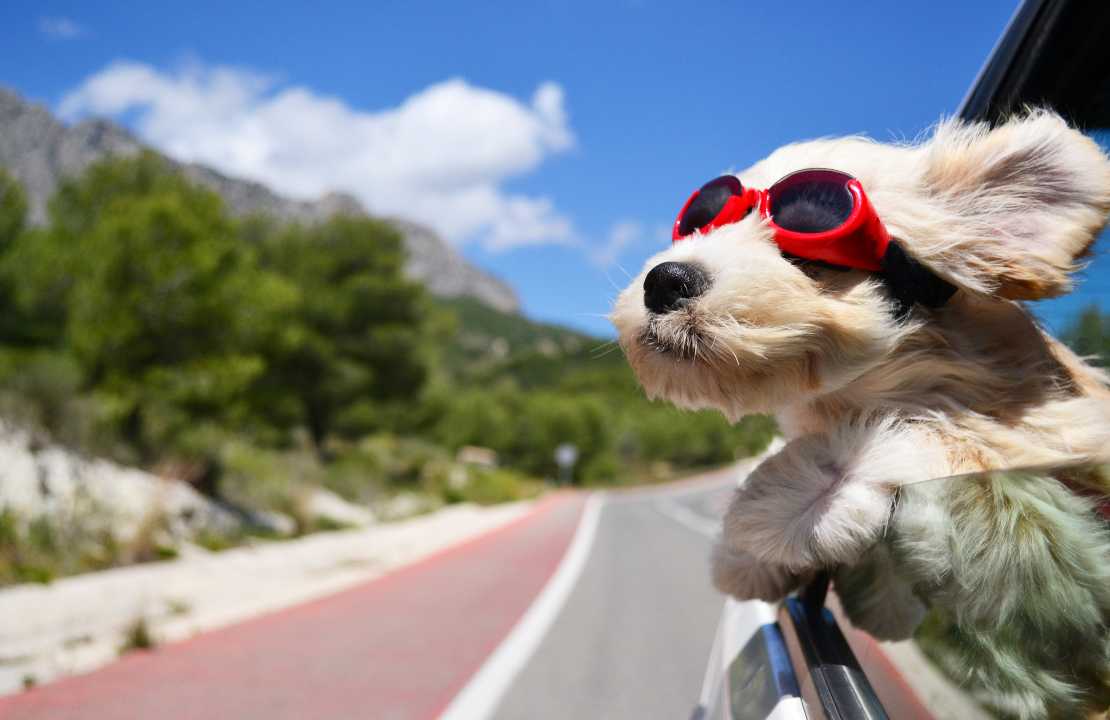 viaggiare con un cane