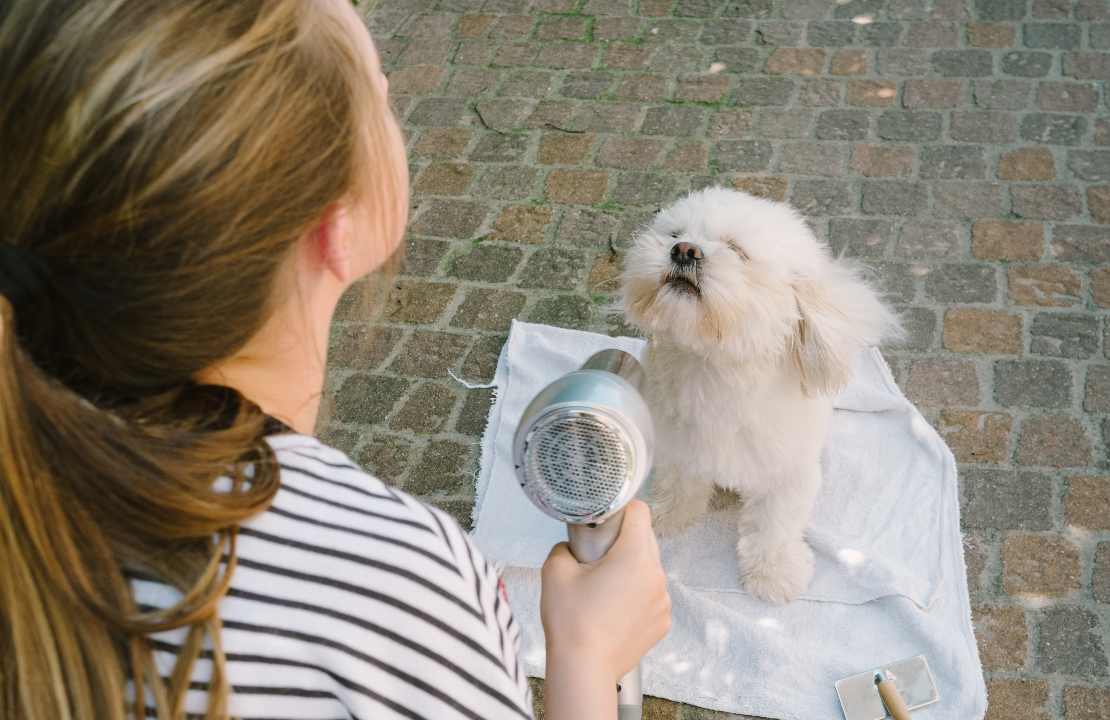  scegliere cane famiglia 