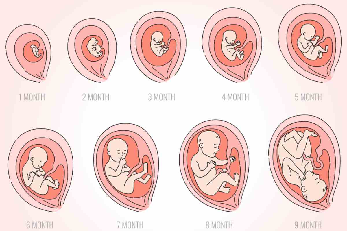 misure ed evoluzione del feto nel secondo trimestre