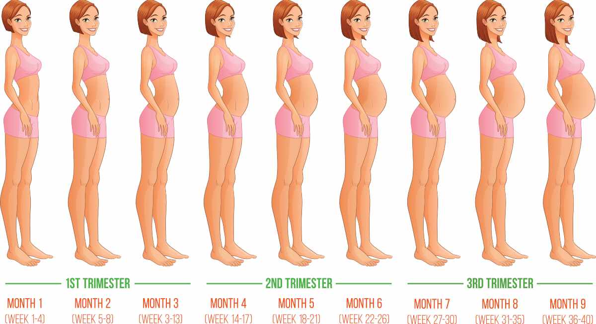 misura ed evoluzione del feto nel primo trimestre