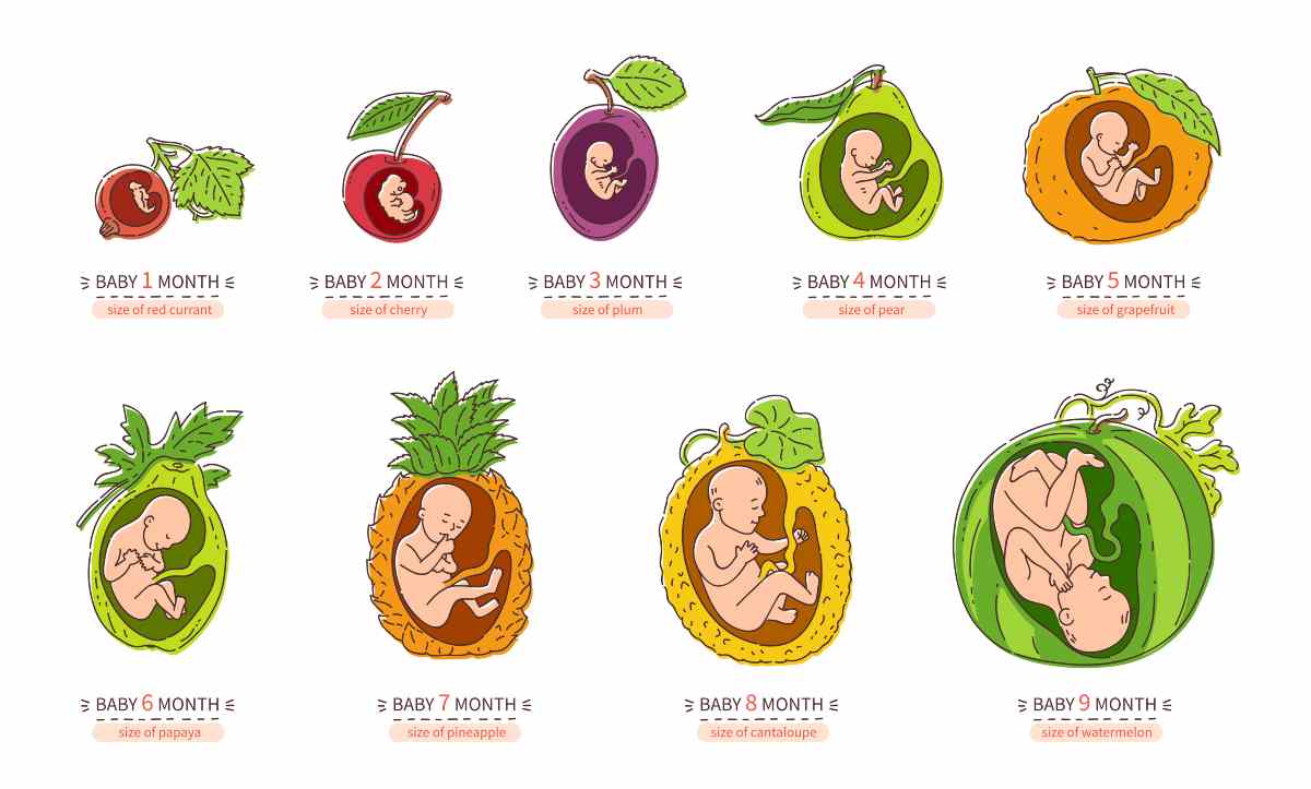 la misura ed evoluzione del feto primo trimestre papavero lime