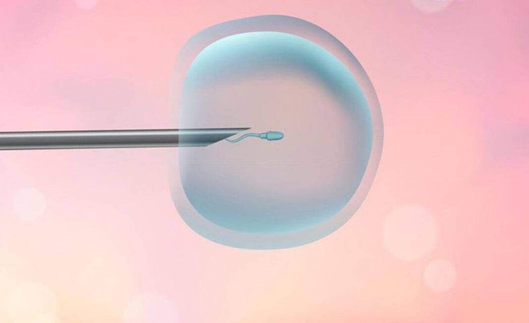 Quanti Ovuli Ha Una Donna In Un Mese