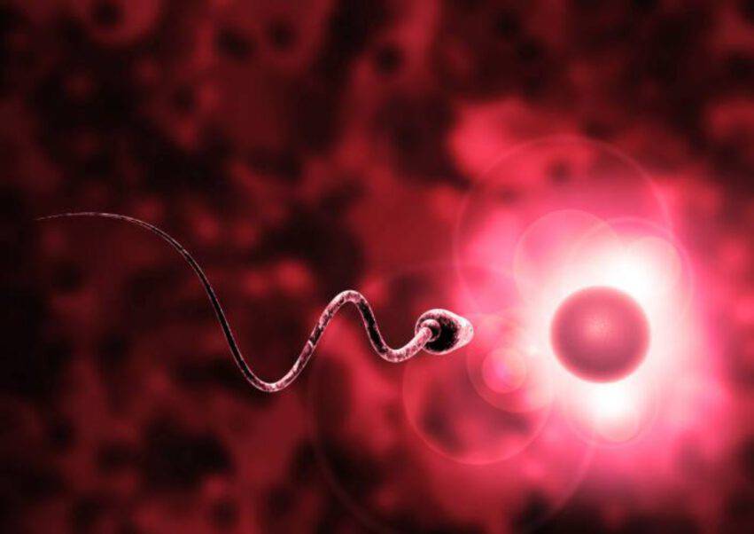 spermatozoo inizio gravidanza